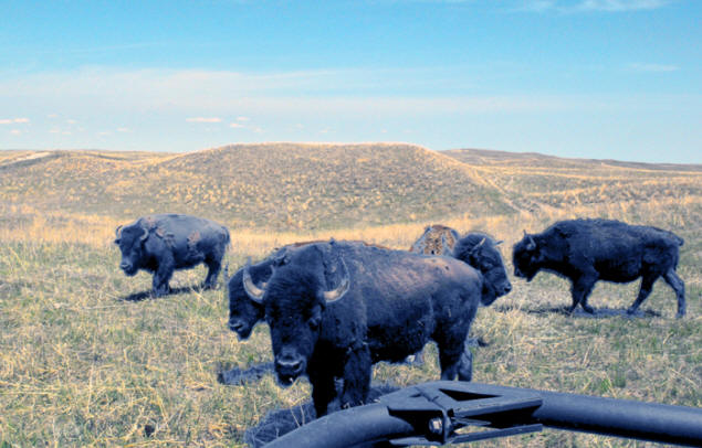 Bison at perfect 10 bison ranch in Nebraska's sandhill country