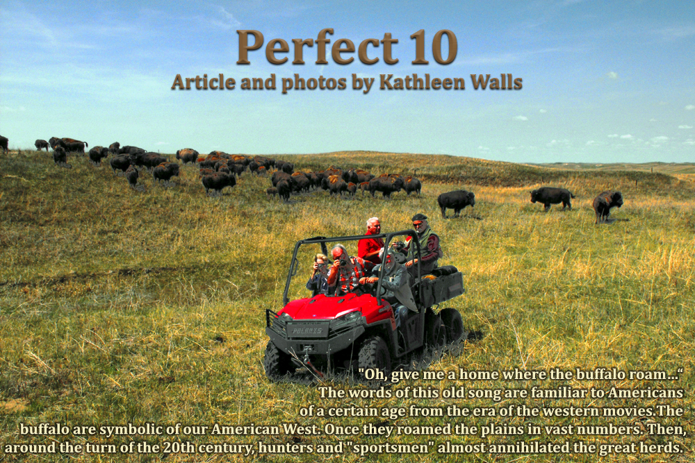 ATV near bison herd at perfect 10 bison ranch in Nebraska's sandhill country