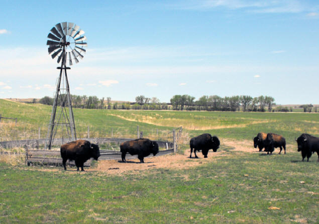 windmill in field with bison herd at perfect 10 bison ranch in Nebraska's sandhill country