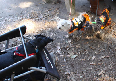 Road dog meets two girl dogs in costume