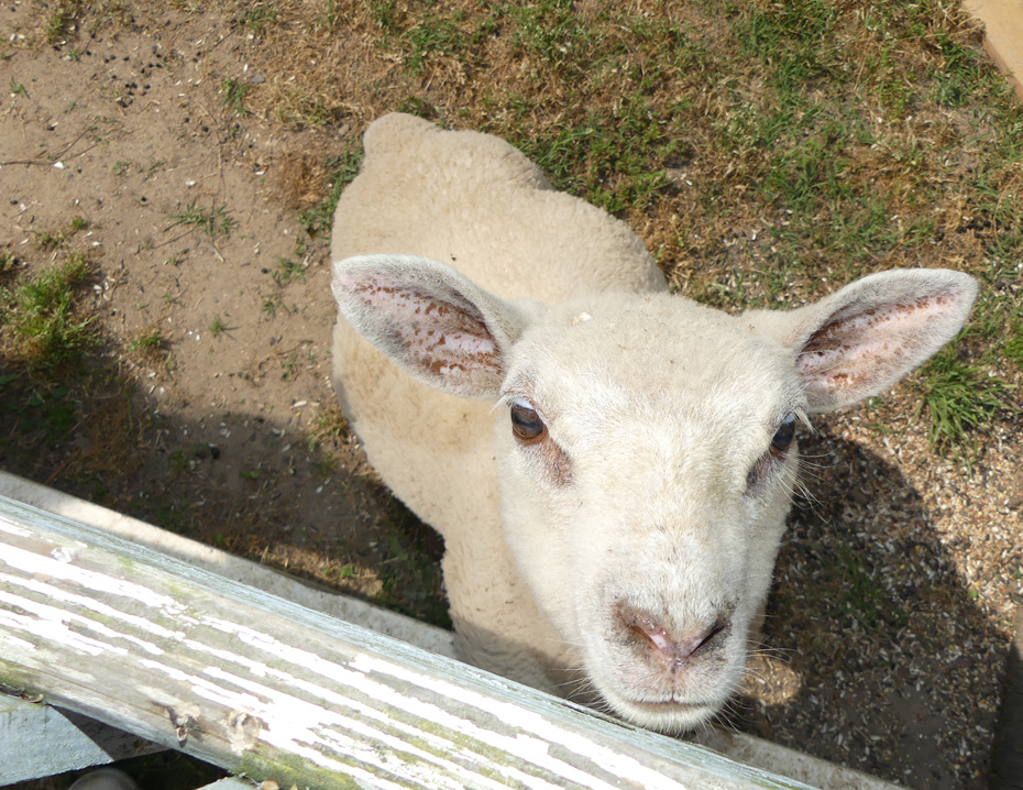 baby lamb at Old McCaskill Farm
