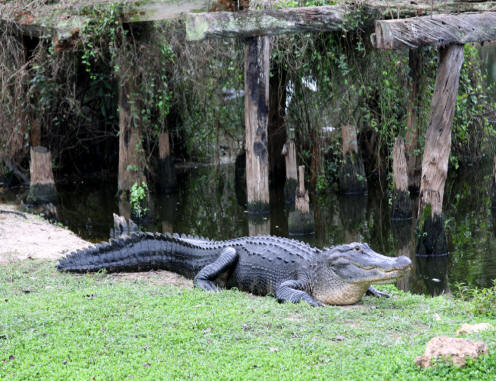 Alligator rest on the bank at babcock ranch