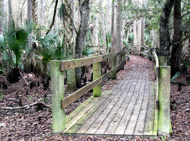 Boardwalk leading out to Telegraph Swamp  at babcock Ranch
