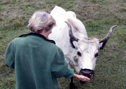 Bus driver feeds a cracher cow at babcock Ranch