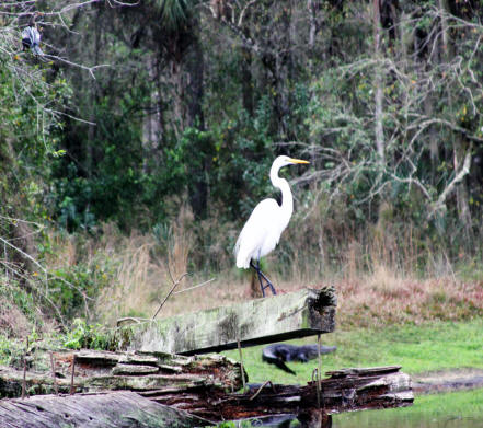 White egret in swamp at Babcock Ranch