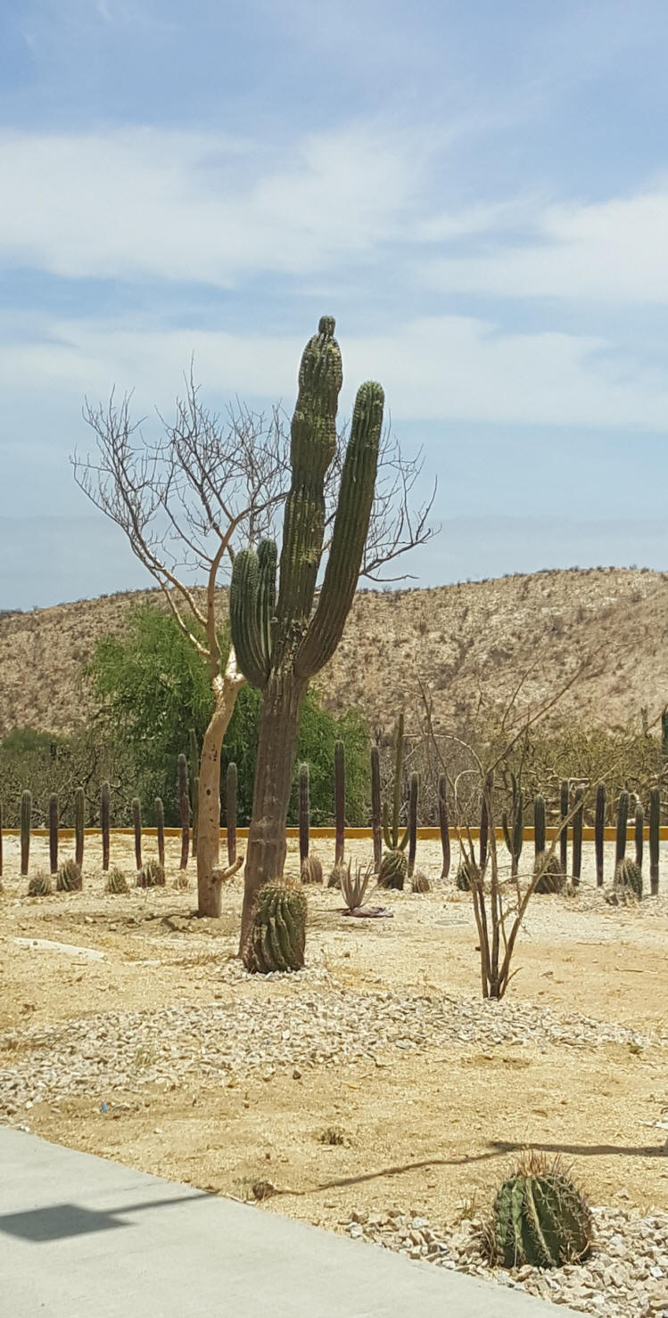 Desert with cactus at Los Cabos, Mexico