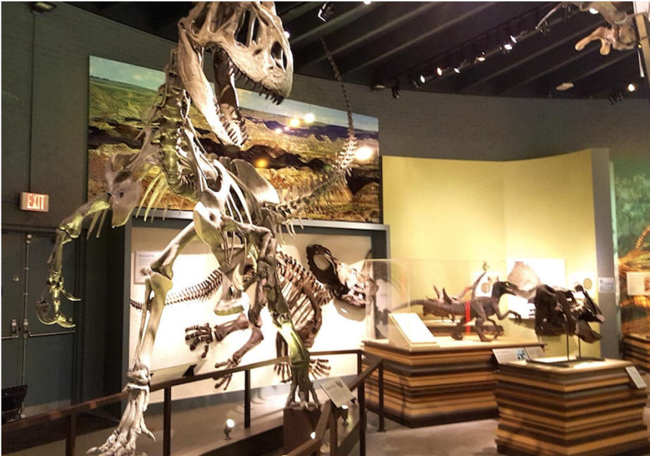 Museum T-Rex skeleton