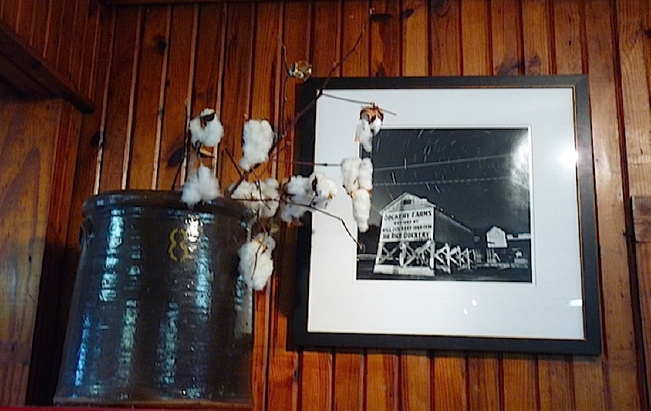 cotton bolls in vase with picture of Dockery Farms