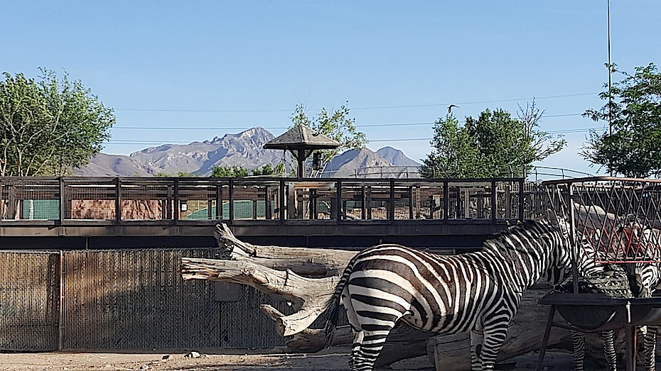 Zebra at El Paso Zoo