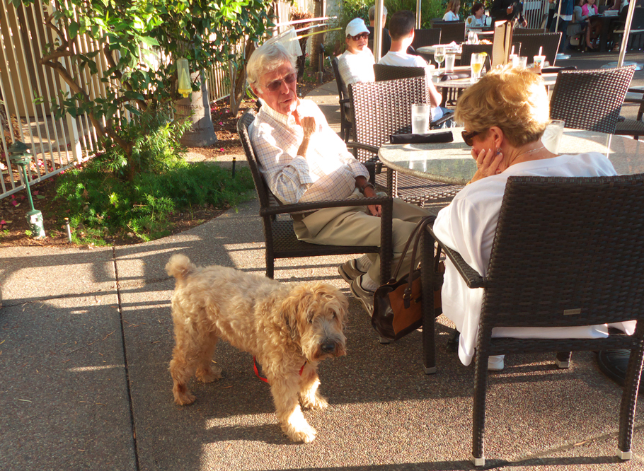 Couple and dog at pool at Dinah;s Garden Hotel