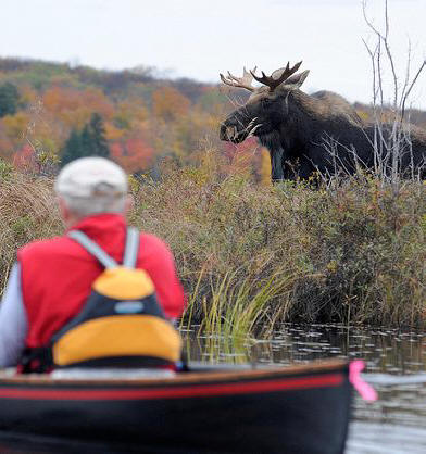Man in boat sees moos on bank at Wild Center in Adirondacks