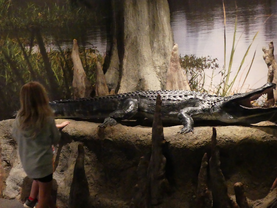child looking at large stuffed alligator with marshland in background