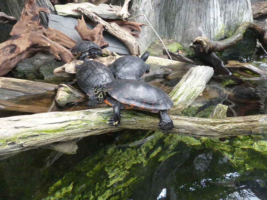 four turtles sitting on logs at North Carolina Aquarium at Roanoke