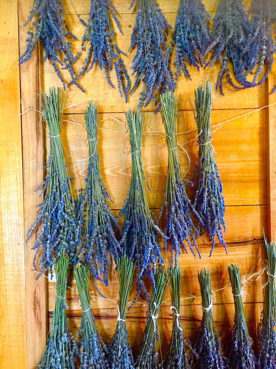 lavender drying on a board