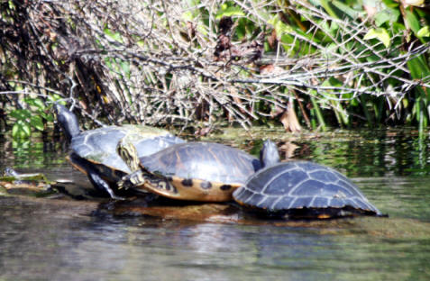turtles sunning at Silver Springs State Park near Ocala, Flofids