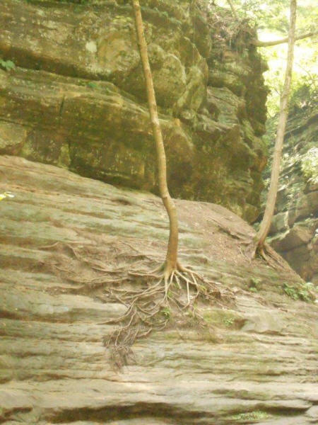 trees growing on almosst solid rock canyon at Starved Rock State Park