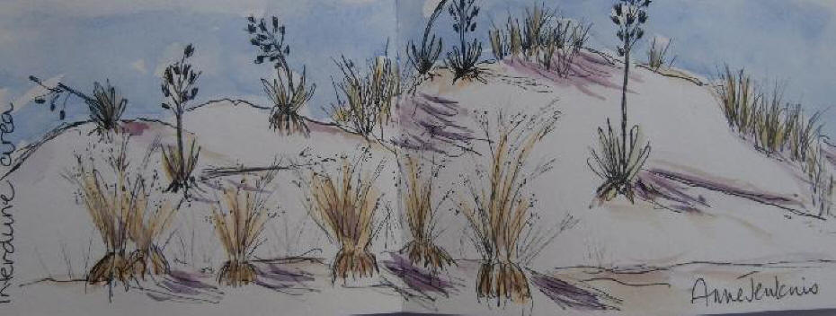 Sketch of Interdune vegetation in the white Sands National Monument