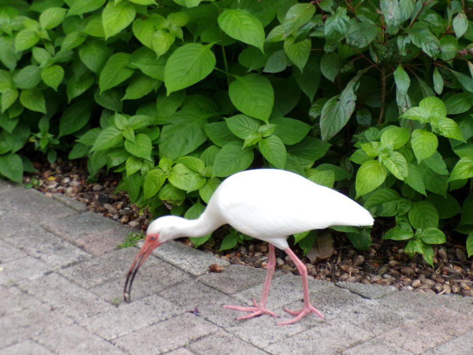 egret on path