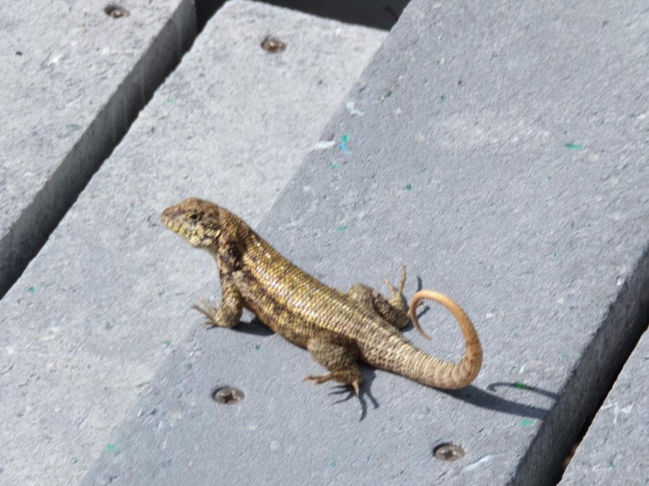 curly_tailed_lizard