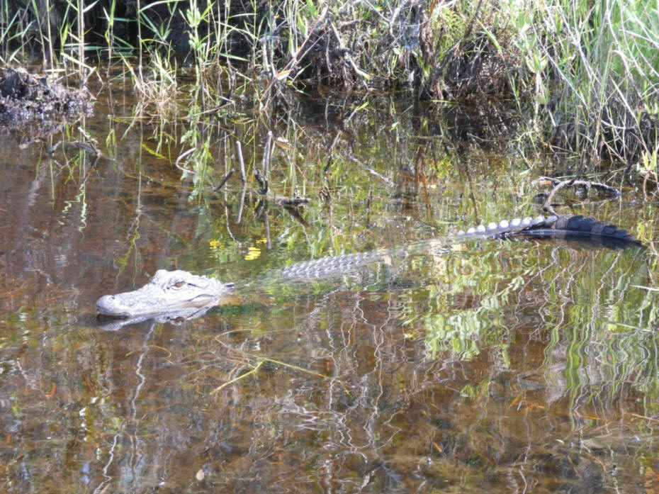 large alliagor in swamp