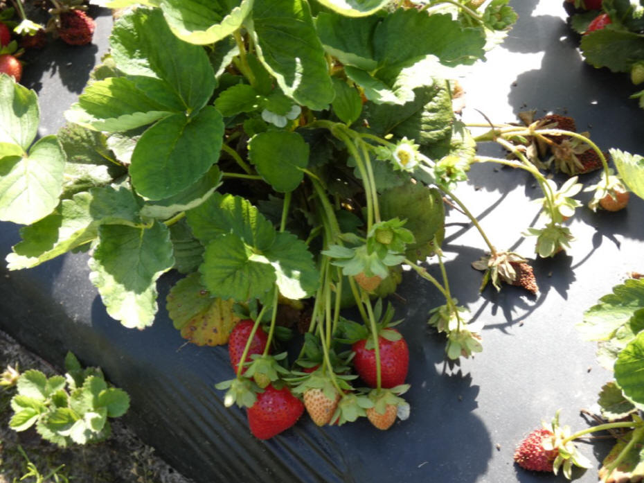 strawberries growing