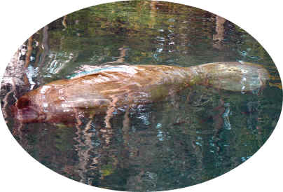 Manatee.jpg (3577229 bytes)