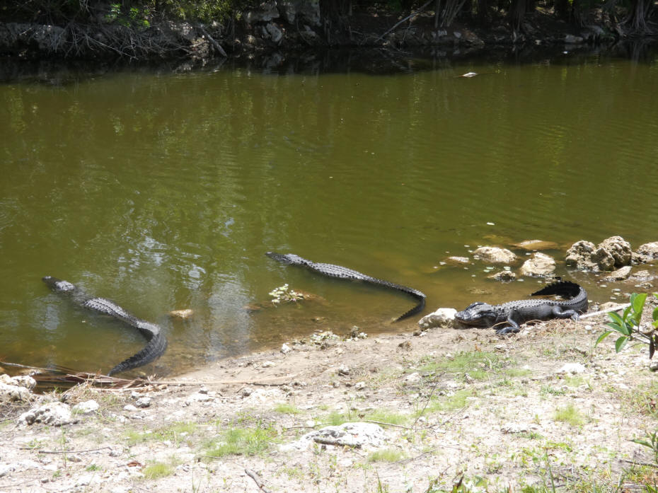 alligators in water at Big Cypress