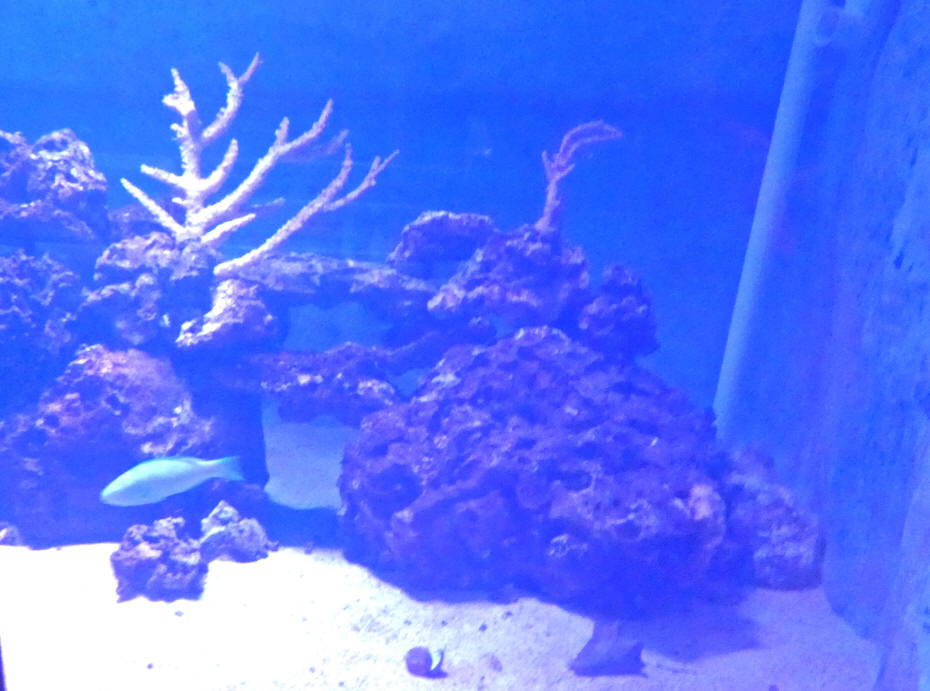 fish at aquarium