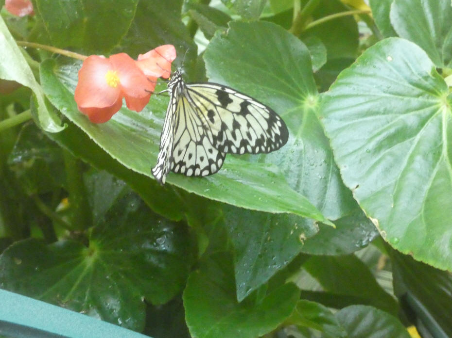 unusual butterfly on plant