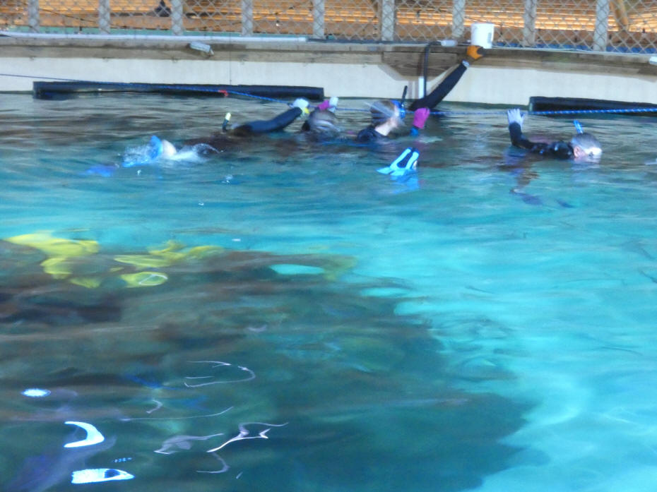 3 divers at Aquarium encounters in tank