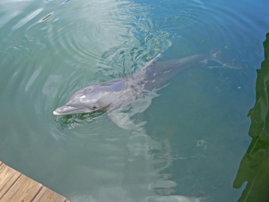 dolphin in water