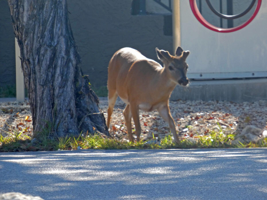 a key deer near a walmart electric car station