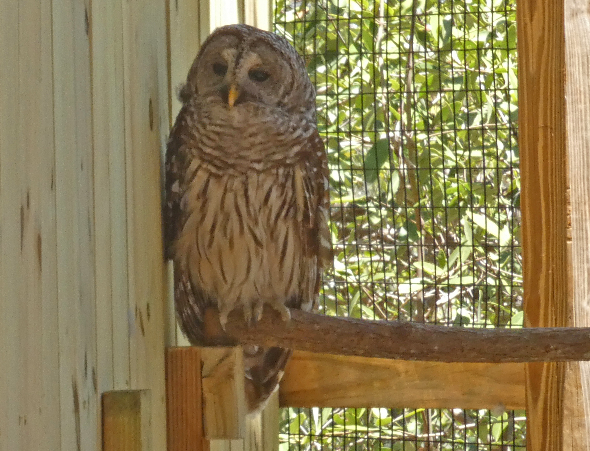 owl at bird sancturary