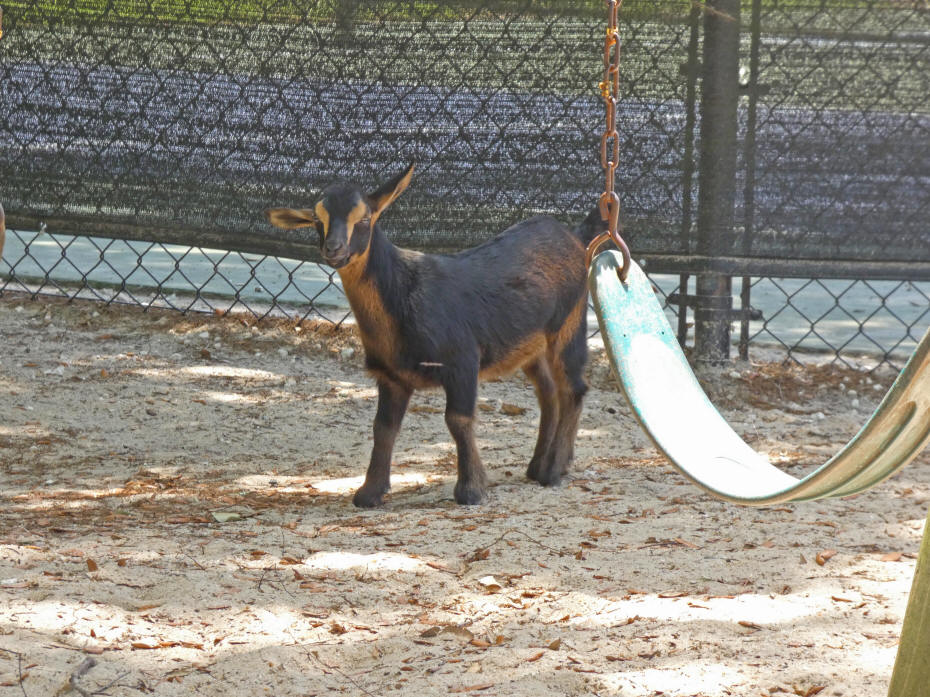goat at Walkabout RV park