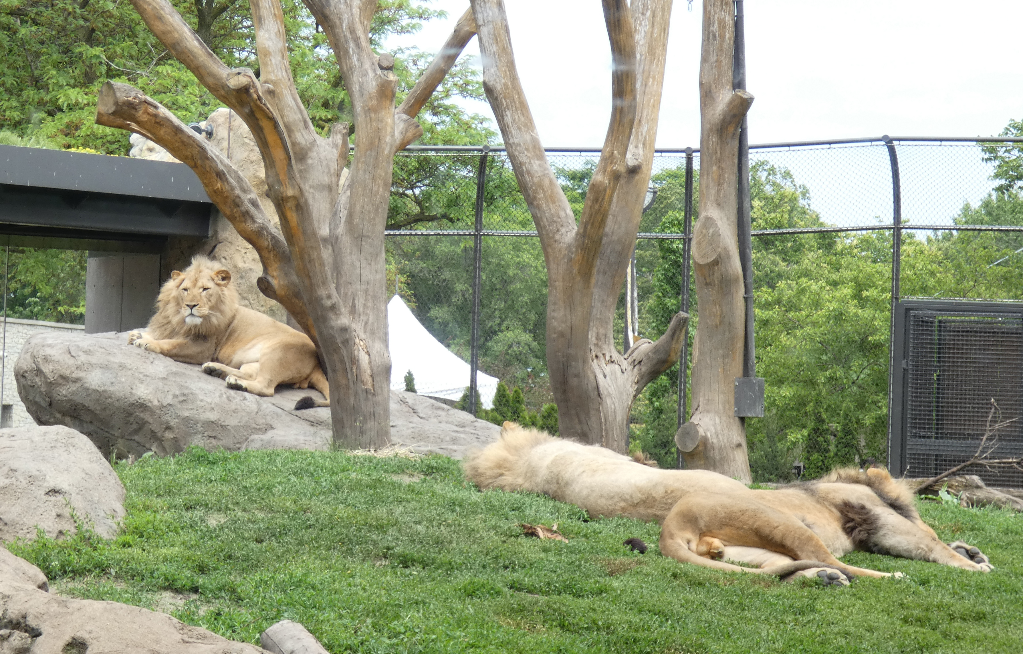 Lion on bolder and two femael lions sleeping