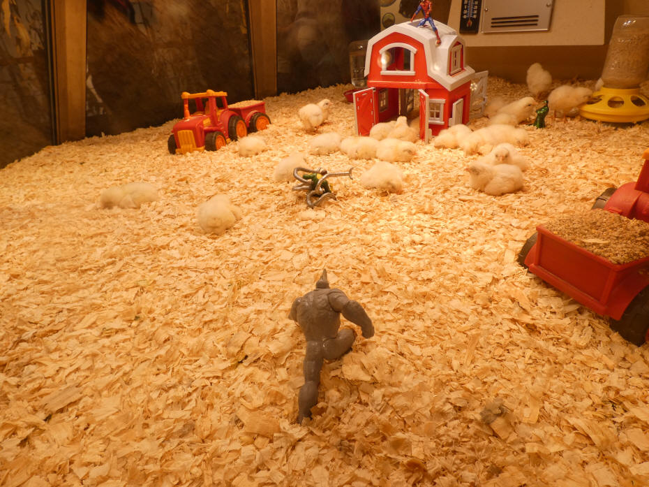baby chickens at Griffin museum