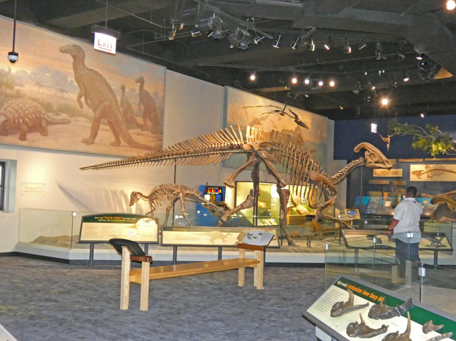 a matosourus skeleton