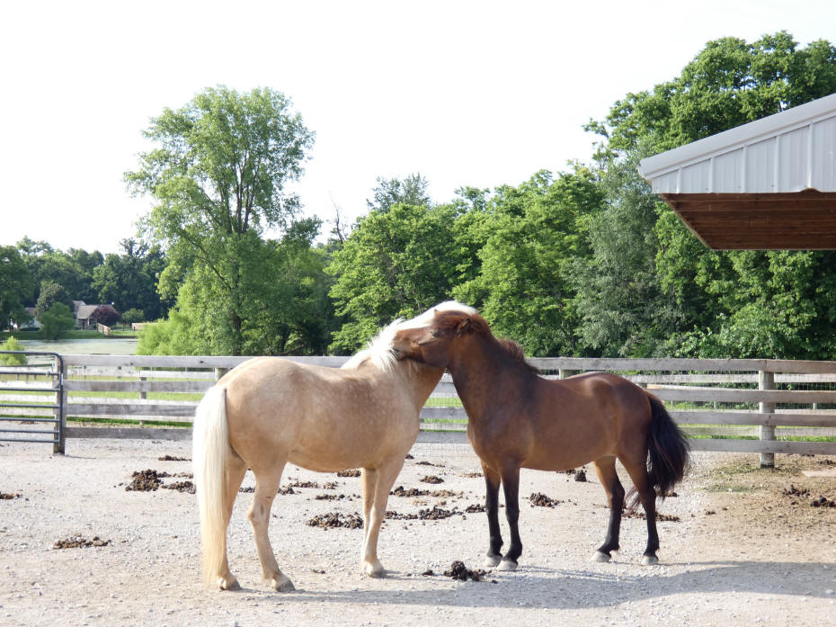 Two Islandic horses in field 