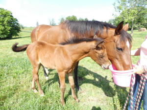 horses in Shelbyville