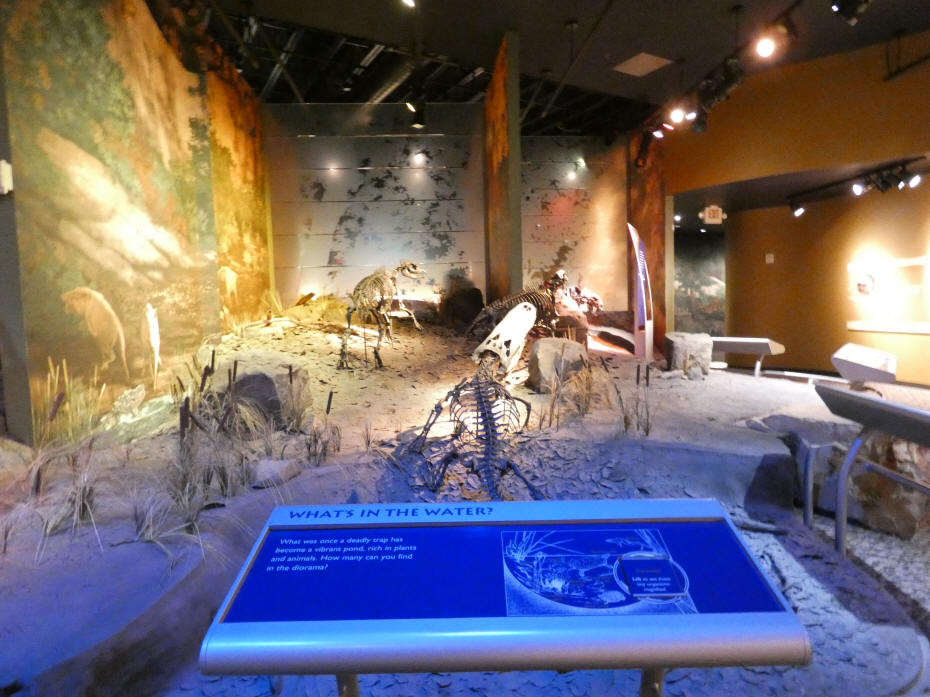alligator fossil at gray fossill site
