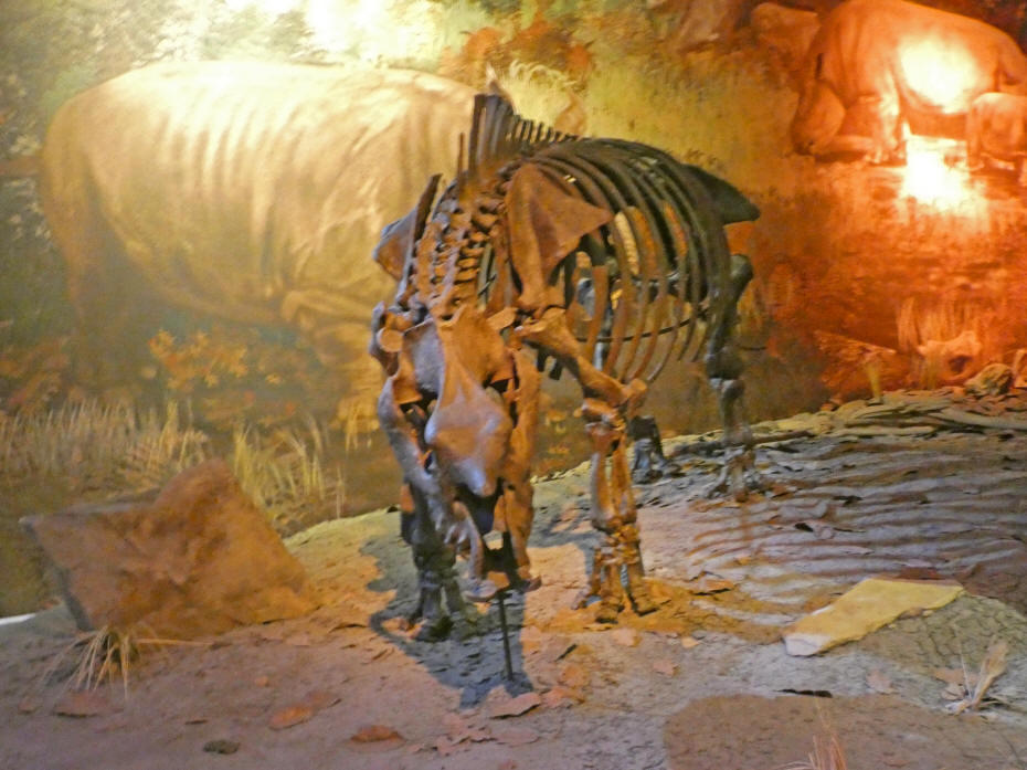 rhino fossil at Gray Fossil site