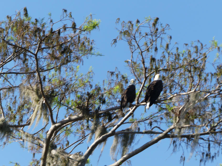 eagles in tree