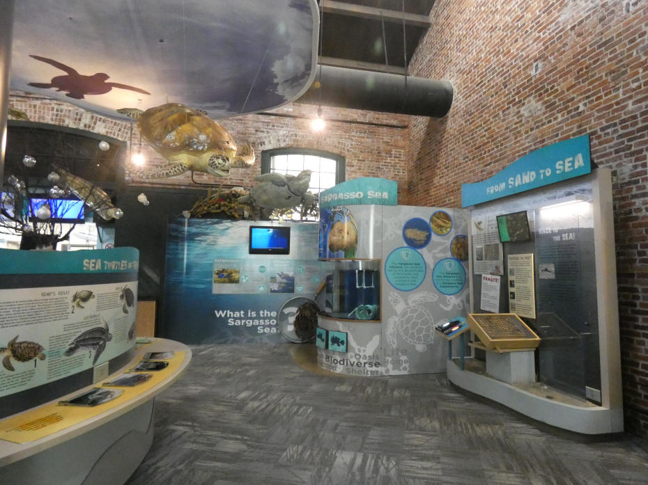 inside a turtle rescue center