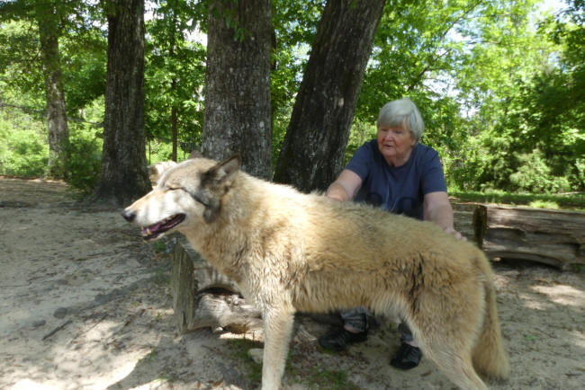 wolf getting armpit scratched