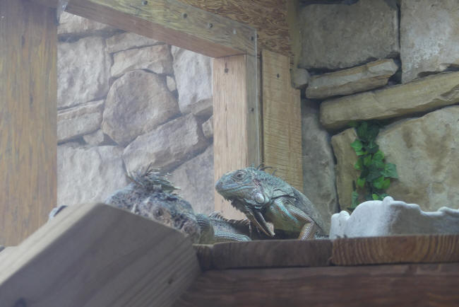 iguanas at noah's ark