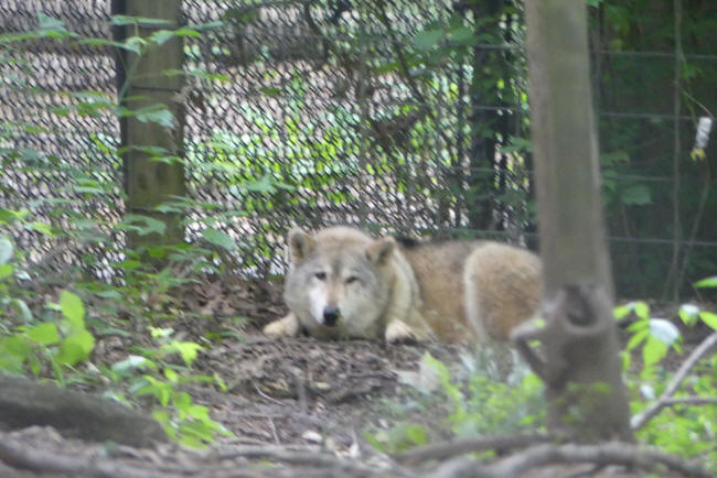 wolf at Noah's ark