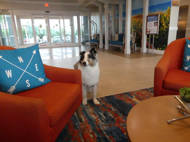 lobby of compass hotel with dog