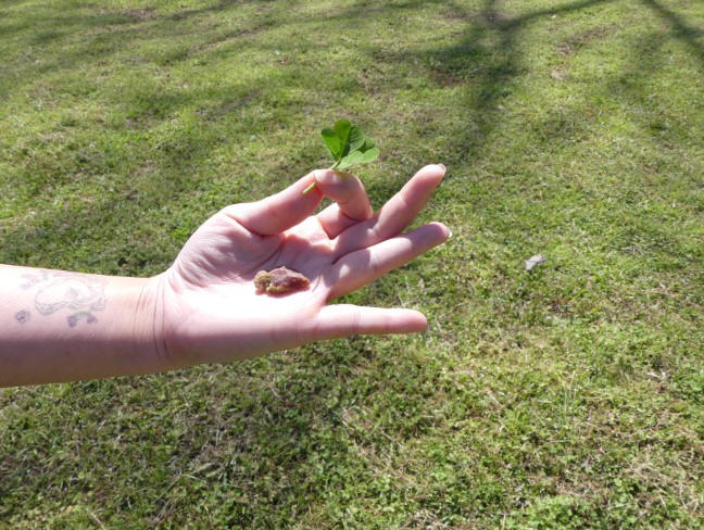 hand holding arrowhead and four leaf clover