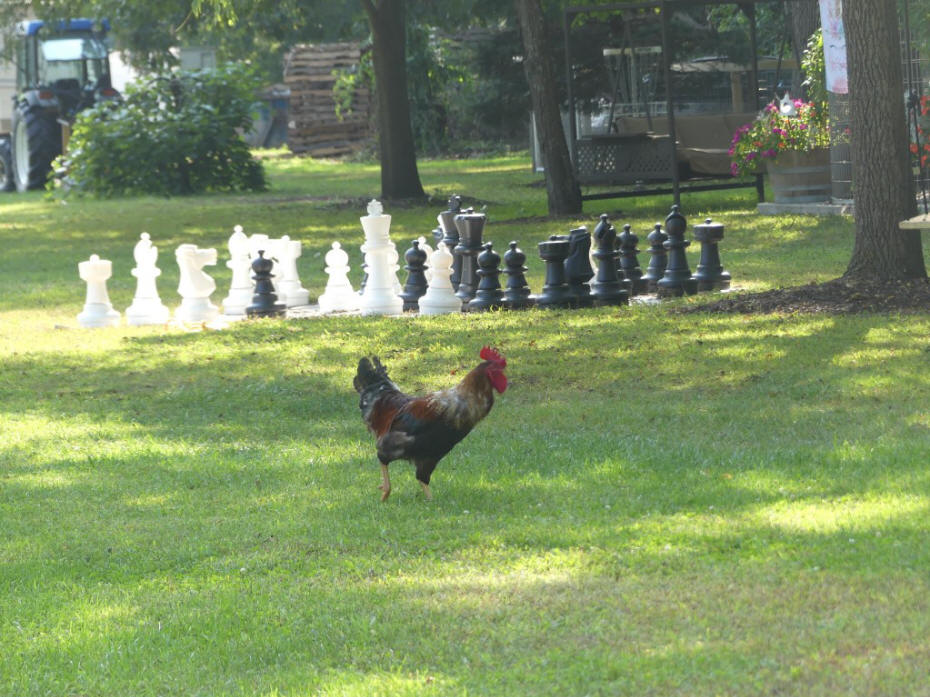 rooster and chess set