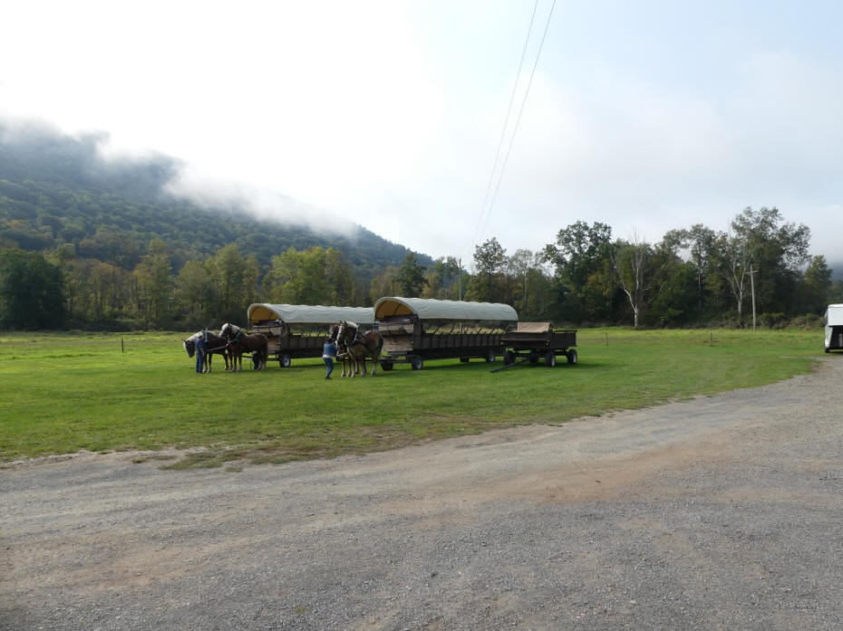 horses being hitched to wagons